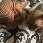 Tica registered male Sphynx’s