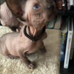 Tica registered Sphynx
