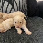 Cavapoo F1B puppies