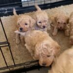 F1B Cavapoo puppies ready now !