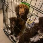 Cockapoo Puppies