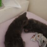 kittens