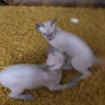 GCCF registered Sphynx boys ready to move