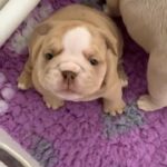 lovely and lively family English bulldog for sale