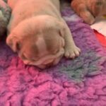 Beautiful English Bulldogs