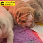 bulldog puppies