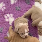 ENGLISH BULLDOGS