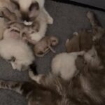 ragdoll rare mink lynx male kittens