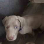 Weimaraner puppy’s 2700