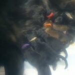 German shepherd puppies