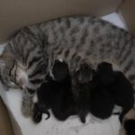 kittens for sale