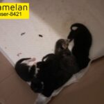 New born kittens