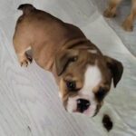 British Bulldogs available now