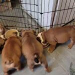 English Bulldogs available immediately