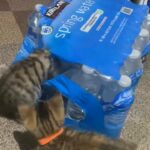 Kittens for sale