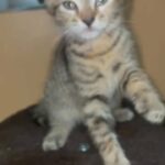 Bangal X Kitten for sale