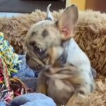 French Bulldogs Available