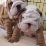 Adorable British Bulldog Puppies