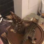 Adorable Male and Female Bengal Kittens