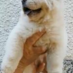 chow chow puppies