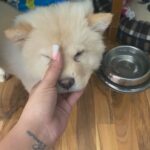 chow chow puppies
