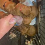 dog de bordeaux in Manchester
