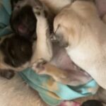 pug pups reduced !!! ready to leave Monday