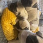 pug puppies choc Fawn carriers