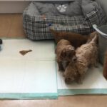 Poochons