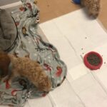 toy poochons