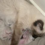 Ragdoll kittens for sale