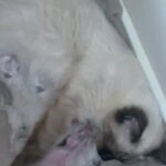 Ragdoll kittens for sale