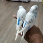 baby budgies for sale