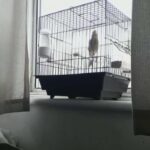 canary for sale