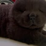 blue chow chow puppy male