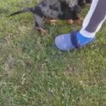 Dachshund