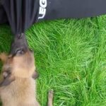 Belgian Malinois