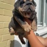 reduced ready to leave in few days blue and tan English bulldog