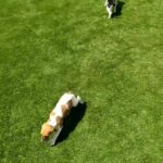 harrier hound x cocker spaniel puppoes