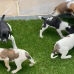 harrier hound x cocker spaniel puppies