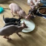 Canadian sphynx, Dono sphynx and Elf kittens