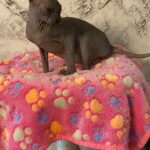 Sphynx elf kittens
