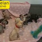 Canadian sphynx, Dono sphynx and Elf kittens