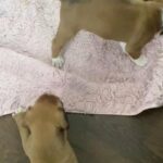 playful boxer pups