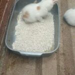 kitten for sale