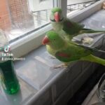 lovely parrots for sale