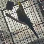 rosella parakeet for sale (male)