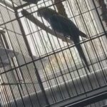 rosella parakeet (male) for sale