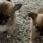 stunning kc long coat chihuahua puppies