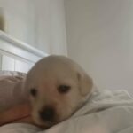 beautiful Labrador puppies for sale